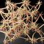 Anatomie des cellules nerveuses des neurones en détails
