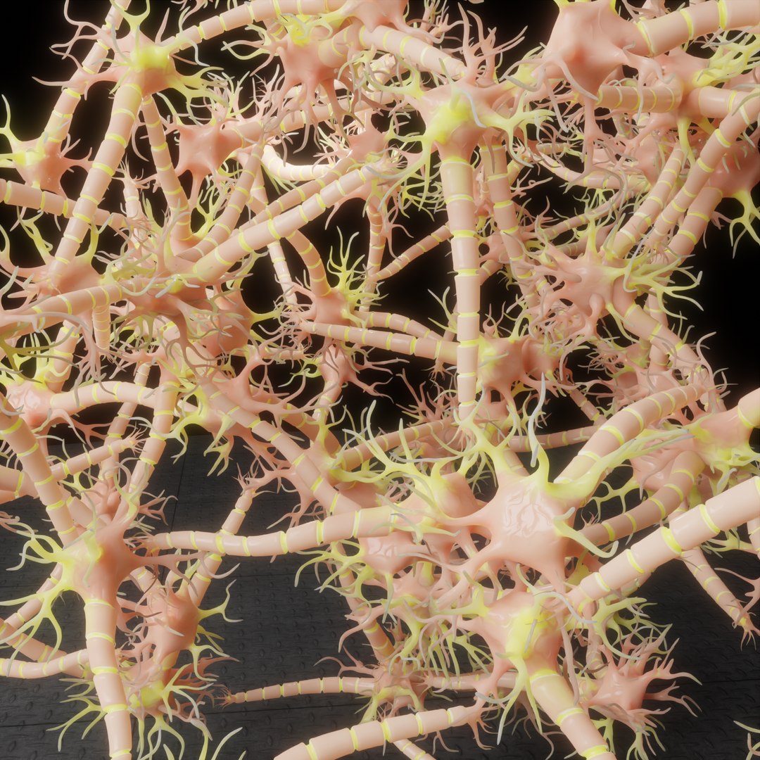 3D Neuron Nerve Cell Anatomy In Details https://p.turbosquid.com/ts-thumb/Vs/rbTxdw/BH/renderblender4/png/1632233547/1920x1080/fit_q87/2d2262663f361afcfe0a06dacd819d0bfa6a8fa9/renderblender4.jpg