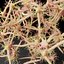 Anatomie des cellules nerveuses des neurones en détails