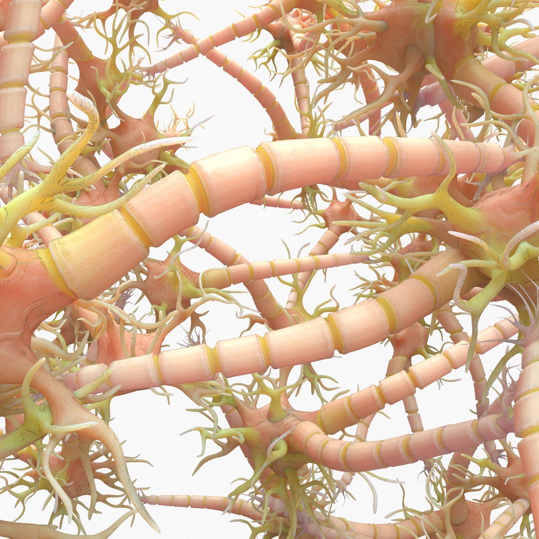 3D Neuron Nerve Cell Anatomy In Details https://p.turbosquid.com/ts-thumb/Vs/rbTxdw/JU/2/png/1632233520/1920x1080/fit_q87/84f42b1b1c672246b1b99cde6ea4a5cd71b55091/2.jpg