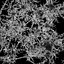 Anatomie des cellules nerveuses des neurones en détails