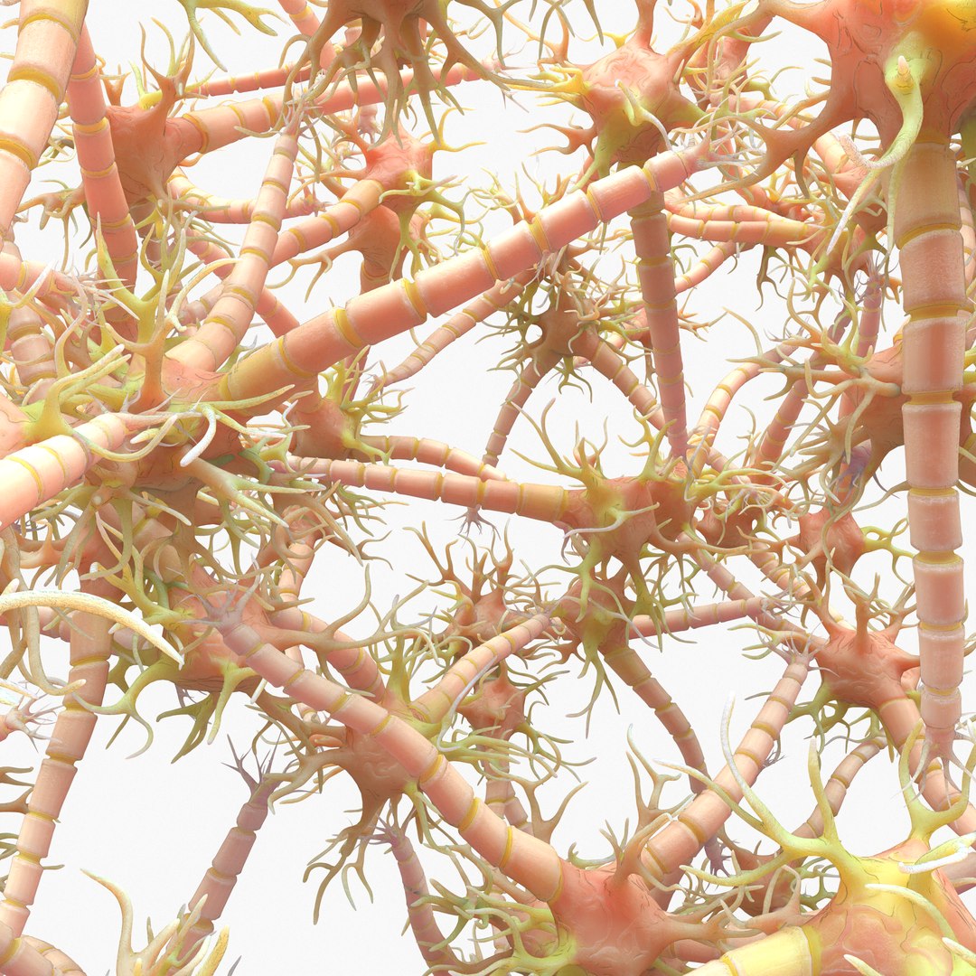 3D Neuron Nerve Cell Anatomy In Details https://p.turbosquid.com/ts-thumb/Vs/rbTxdw/TB/3/png/1632233520/1920x1080/fit_q87/0e13a99e614d4460a41da9b97049ff7b471de993/3.jpg