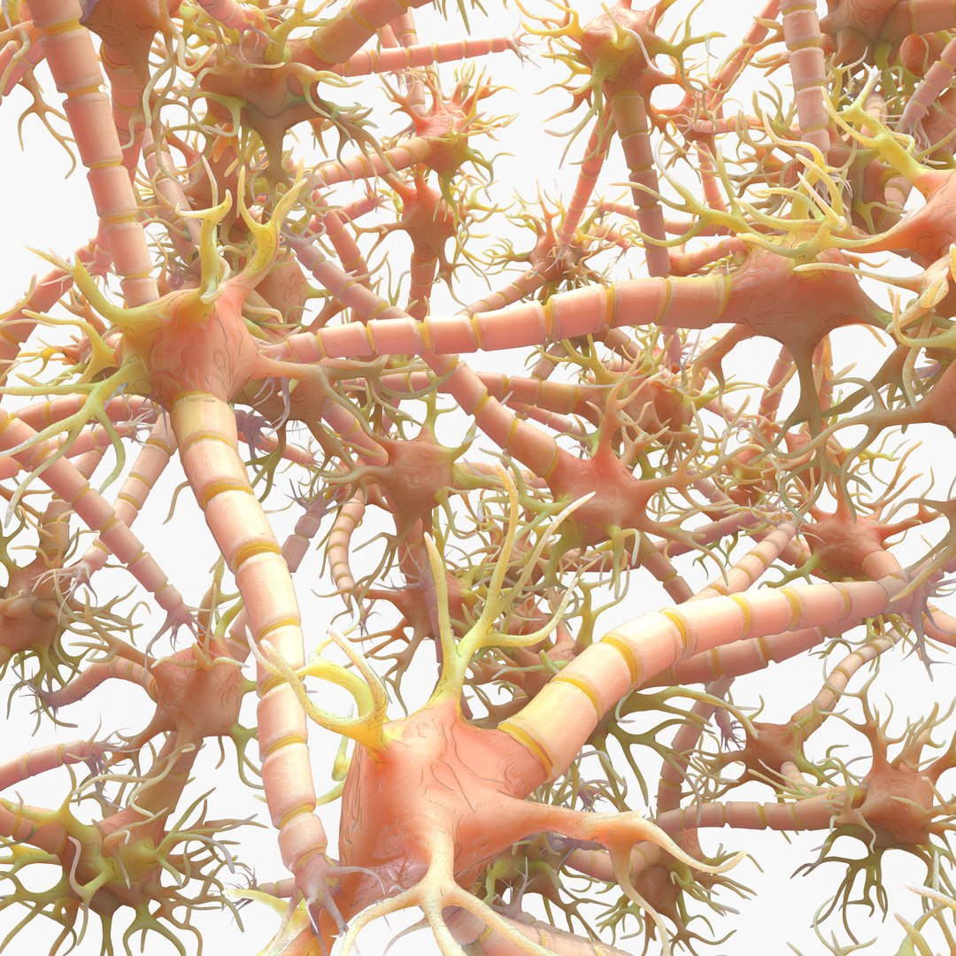 3D Neuron Nerve Cell Anatomy In Details https://p.turbosquid.com/ts-thumb/Vs/rbTxdw/bZ/4/png/1632233521/1920x1080/fit_q87/c68f7e41d41109aed1e51f1f56cc909029c7c5be/4.jpg