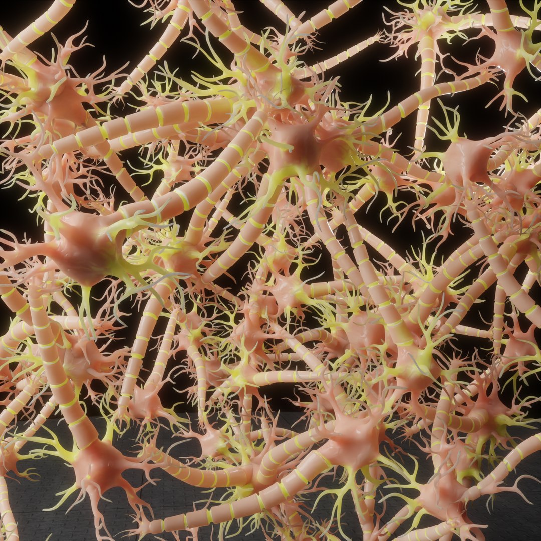 3D Neuron Nerve Cell Anatomy In Details https://p.turbosquid.com/ts-thumb/Vs/rbTxdw/zr/renderblender2/png/1632233548/1920x1080/fit_q87/e8d83a713712025a00a4e7df316461d73b2583f8/renderblender2.jpg