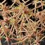 Anatomie des cellules nerveuses des neurones en détails