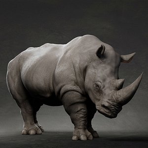 3D animal rhino