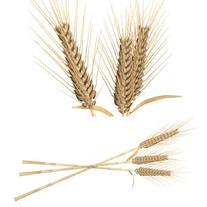 3D Wheat spikes model