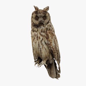 3D Photorealistic Long Eared Owl