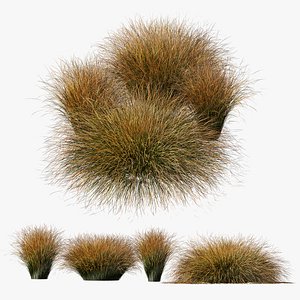 HQ Plants Carex Testacea Orange Sedge Grass Prairie Fire Version3 3D model