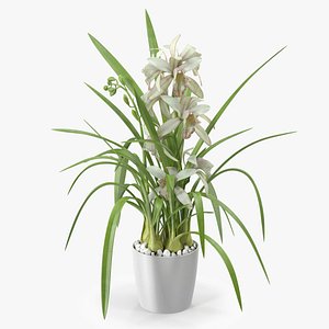 White Orchid Flower Pot Fur 3D model