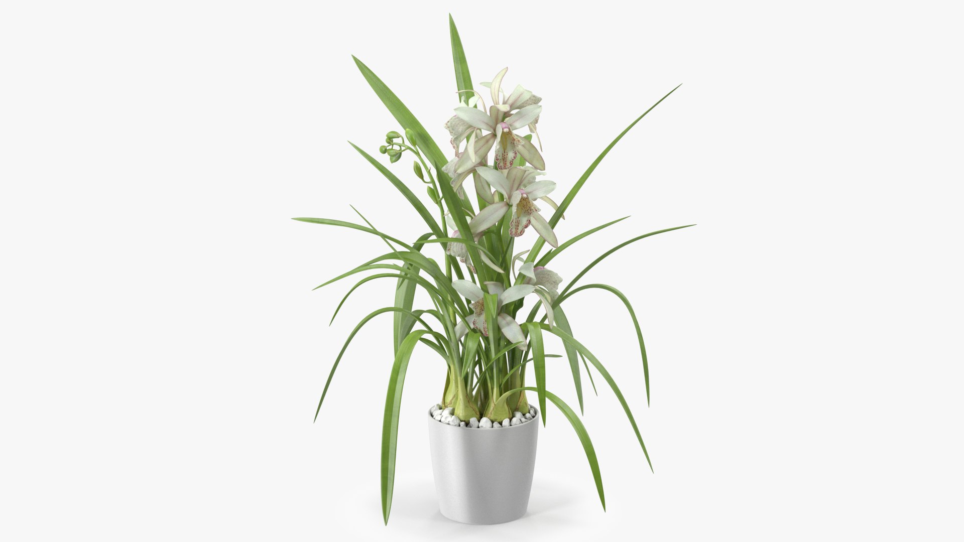 White Orchid Flower Pot Fur 3D model preview