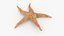 Common Starfish 01