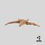 Common Starfish 01