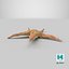 Common Starfish 01