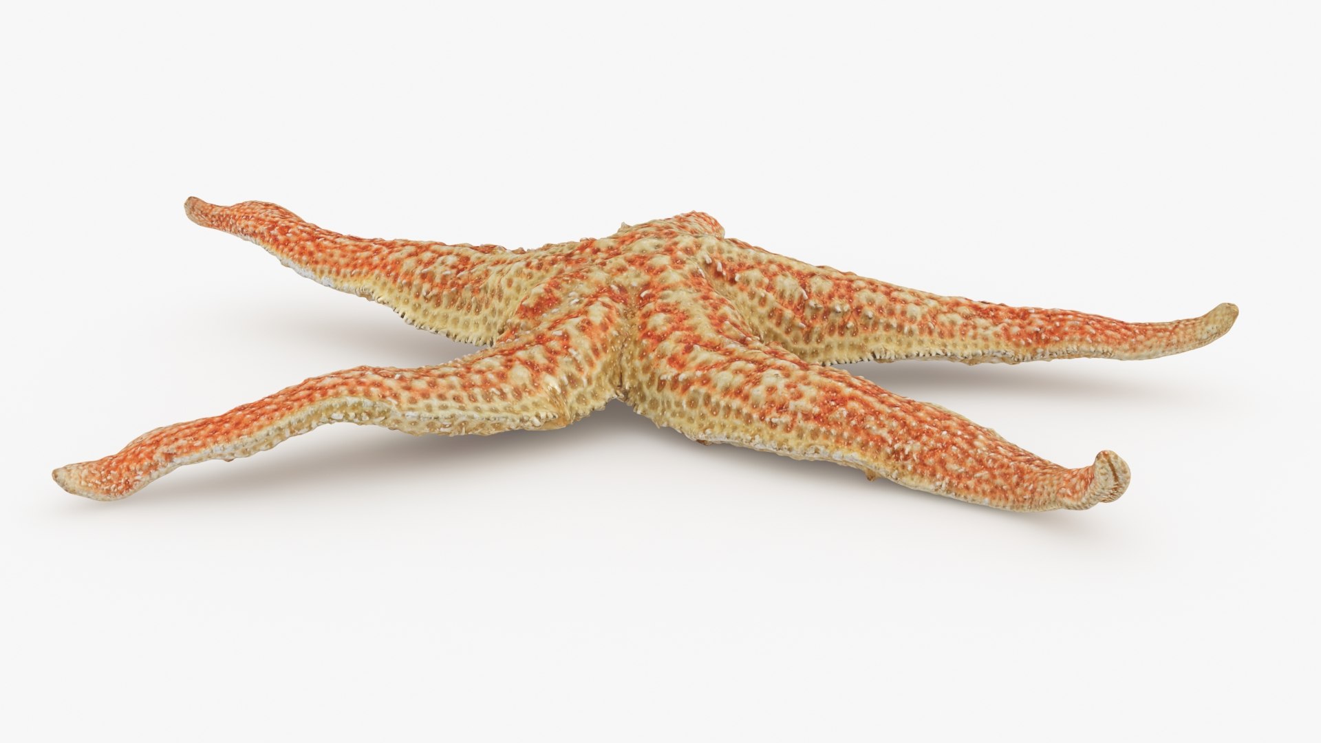 Common Starfish 01 3D model https://p.turbosquid.com/ts-thumb/Vt/pouF67/9S/commonstarfish1_b0014/jpg/1733115492/1920x1080/fit_q87/d7d0e77a0290cd5008a354b992b7c83b5f6ea198/commonstarfish1_b0014.jpg