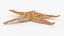 Common Starfish 01