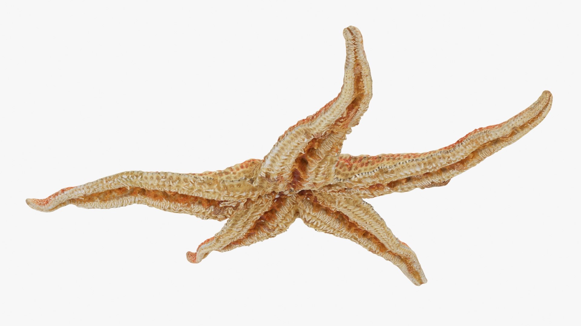 Common Starfish 01 3D model https://p.turbosquid.com/ts-thumb/Vt/pouF67/AL/commonstarfish1_b0020/jpg/1733115495/1920x1080/fit_q87/7d4d03bbd75fc149651087281be8e9820efe465b/commonstarfish1_b0020.jpg