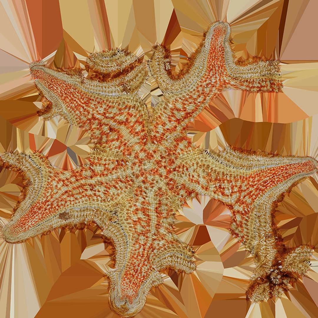 Common Starfish 01 3D model https://p.turbosquid.com/ts-thumb/Vt/pouF67/Cd/commonstarfish1_d0004/jpg/1733115496/1920x1080/fit_q87/a2bf0ccf3ec3875466324ab22afc3ace65ba895f/commonstarfish1_d0004.jpg