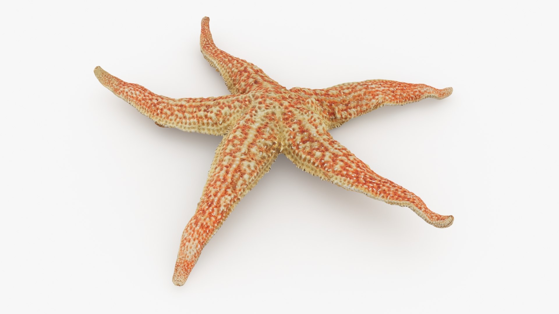 Common Starfish 01 3D model https://p.turbosquid.com/ts-thumb/Vt/pouF67/EG/commonstarfish1_b0006/jpg/1733115490/1920x1080/fit_q87/0856742d000182130ff4809146d3ee595a0ef140/commonstarfish1_b0006.jpg