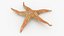 Common Starfish 01