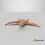 Common Starfish 01