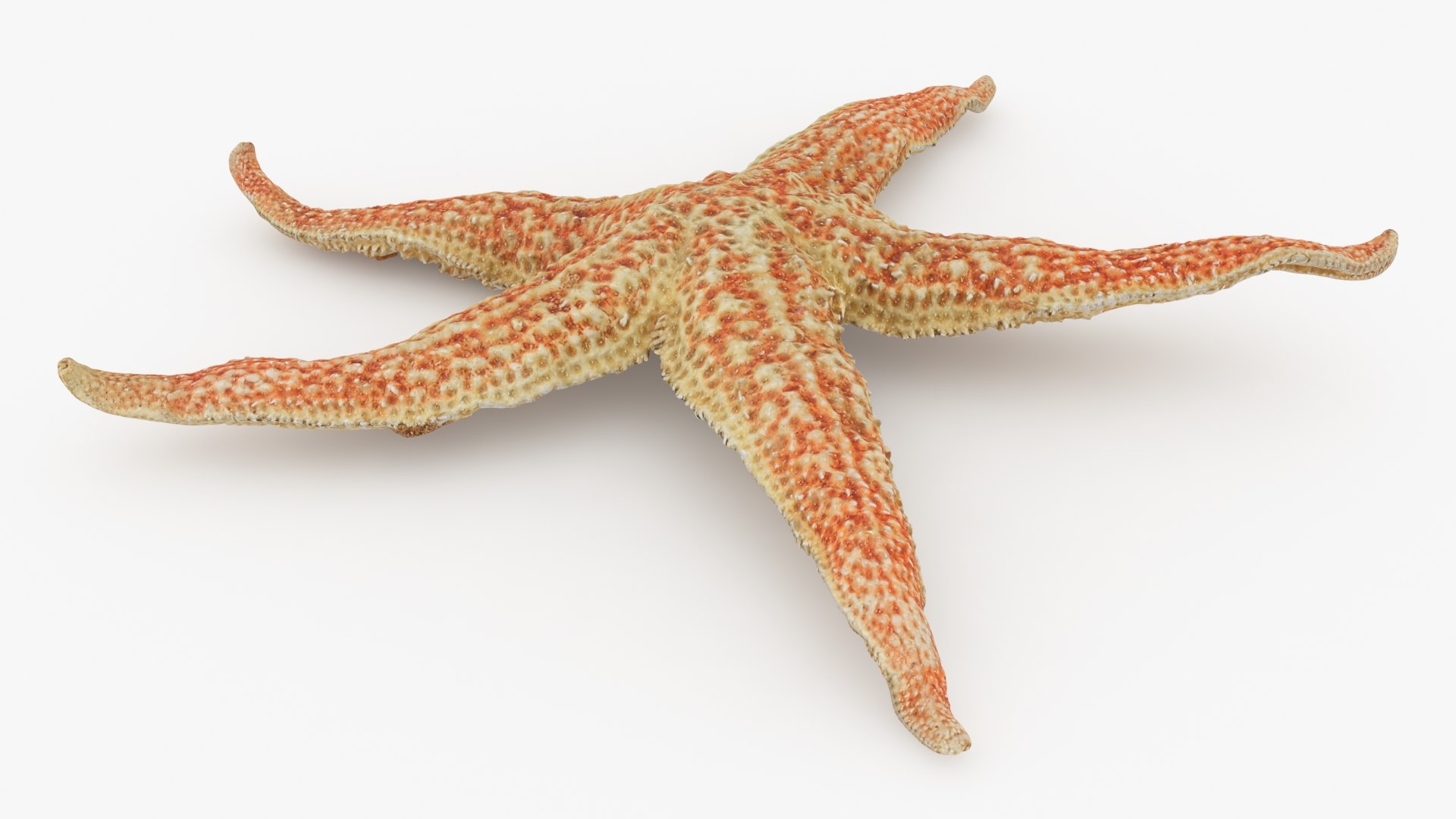Common Starfish 01 3D model https://p.turbosquid.com/ts-thumb/Vt/pouF67/Gx/commonstarfish1_b0010/jpg/1733115490/1920x1080/fit_q87/f74f8290c129ed898a12a7c19f584789bc139d76/commonstarfish1_b0010.jpg