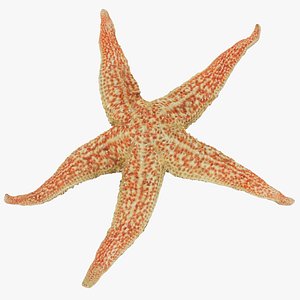 Common Starfish 01 3D model