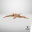 Common Starfish 01