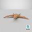 Common Starfish 01
