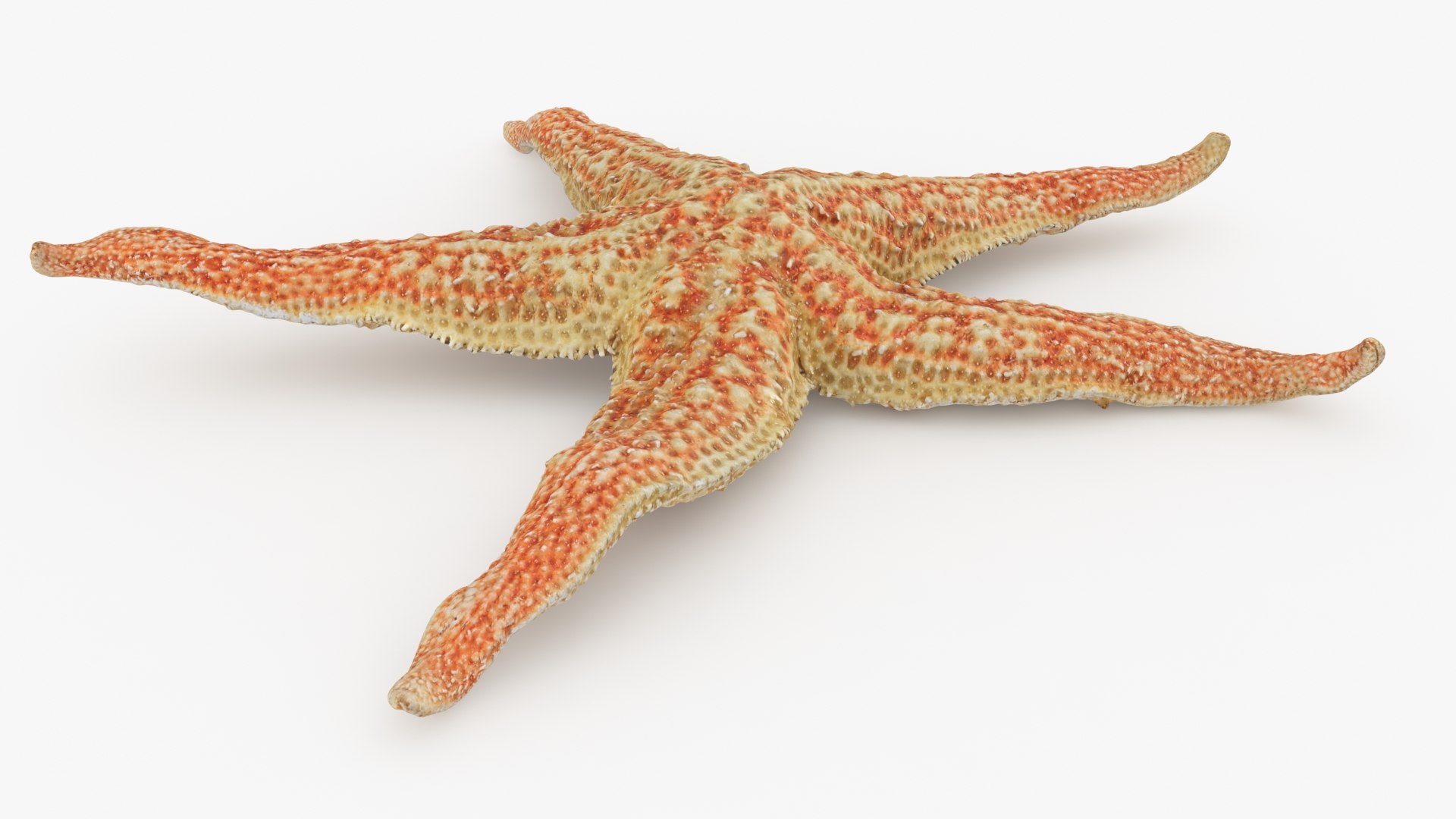 Common Starfish 01 3D model https://p.turbosquid.com/ts-thumb/Vt/pouF67/S6/commonstarfish1_b0008/jpg/1733115490/1920x1080/fit_q87/0bc9e270d35eeb45898d155fadd4a7eaf69034c3/commonstarfish1_b0008.jpg