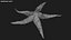 Common Starfish 01
