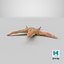Common Starfish 01