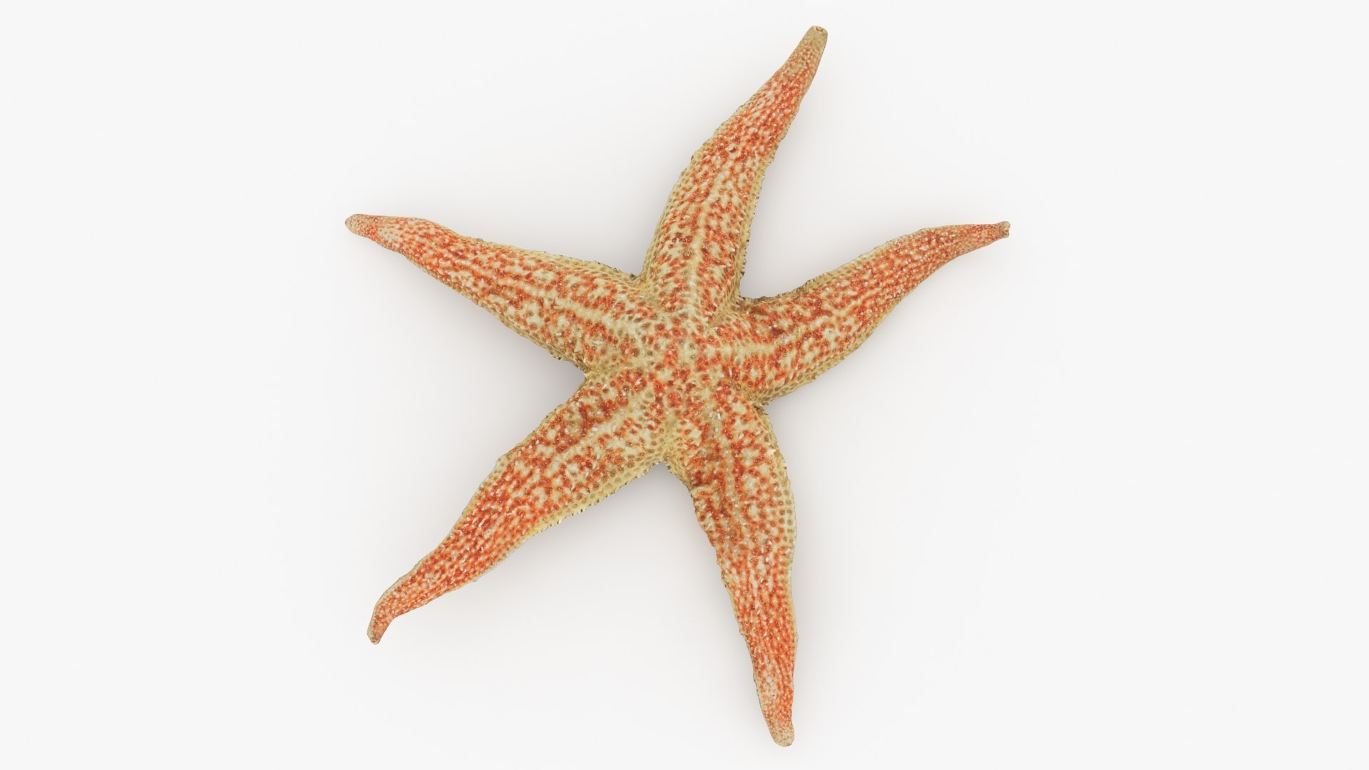 Common Starfish 01 3D model https://p.turbosquid.com/ts-thumb/Vt/pouF67/hz/commonstarfish1_b0012/jpg/1733115492/1920x1080/fit_q87/6b89c4d9c58b56265fbd067de526fcfb34560366/commonstarfish1_b0012.jpg