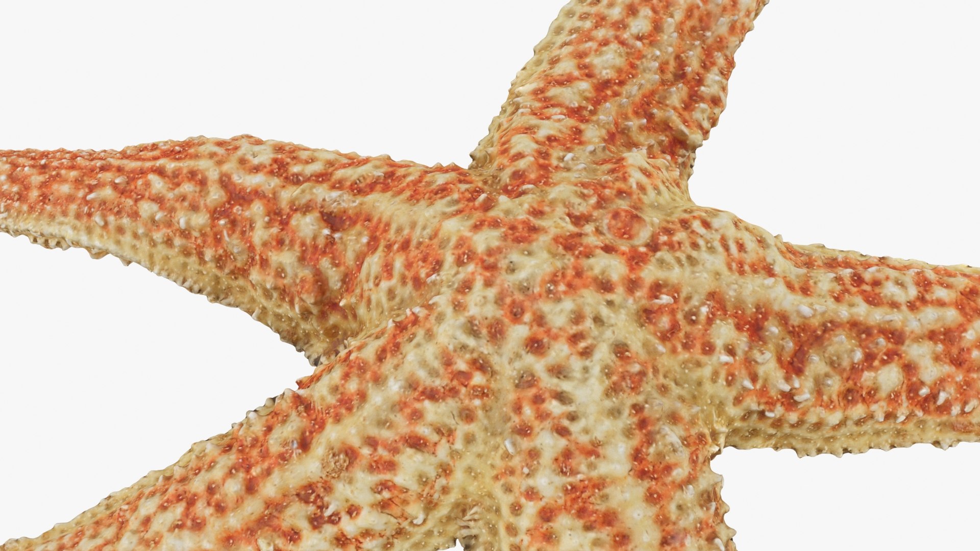 Common Starfish 01 3D model https://p.turbosquid.com/ts-thumb/Vt/pouF67/nF/commonstarfish1_b0024/jpg/1733115496/1920x1080/fit_q87/80463f4c9d4dc12c4608e049a0f8613b1e938e6d/commonstarfish1_b0024.jpg