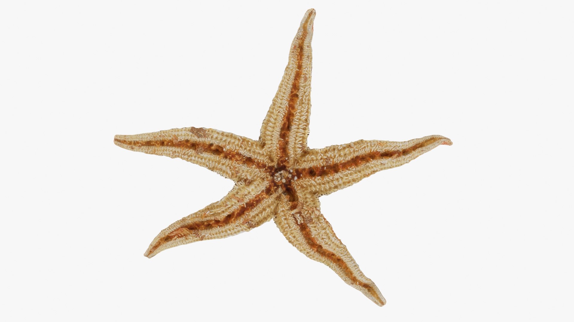 Common Starfish 01 3D model https://p.turbosquid.com/ts-thumb/Vt/pouF67/ng/commonstarfish1_b0022/jpg/1733115495/1920x1080/fit_q87/4911745bfb85c91a7e794cacb9f141b093dc4555/commonstarfish1_b0022.jpg