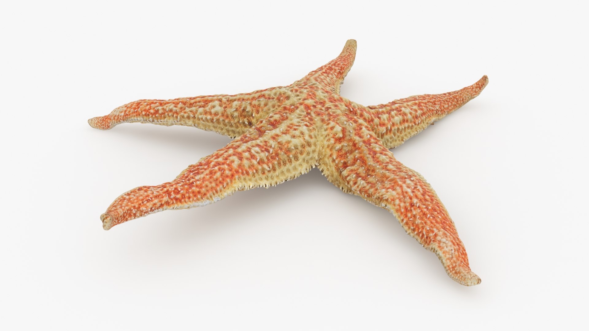 Common Starfish 01 3D model https://p.turbosquid.com/ts-thumb/Vt/pouF67/xA/commonstarfish1_b0016/jpg/1733115493/1920x1080/fit_q87/450fa48753bacc28d824fb1719ccb0e6f50b3c0a/commonstarfish1_b0016.jpg