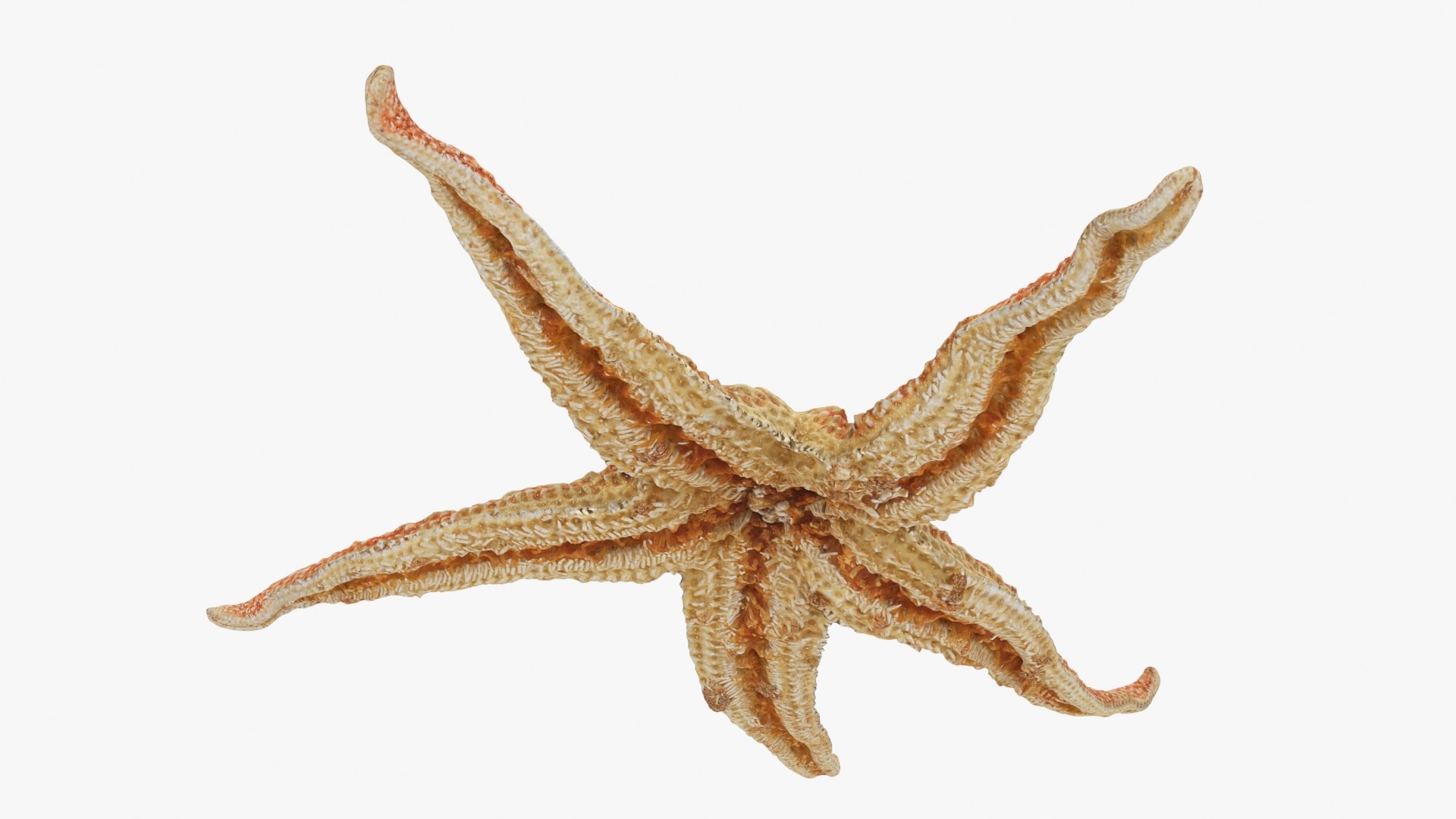 Common Starfish 01 3D model https://p.turbosquid.com/ts-thumb/Vt/pouF67/xH/commonstarfish1_b0018/jpg/1733115493/1920x1080/fit_q87/095e6ab3065a54569db5d07b845c802e2c762cf2/commonstarfish1_b0018.jpg