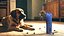 Pet Treat Launcher Blue with Food