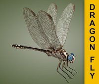 Dragonfly
