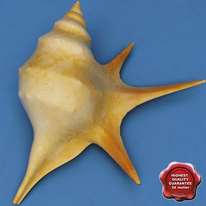 Seashell Aporrhais