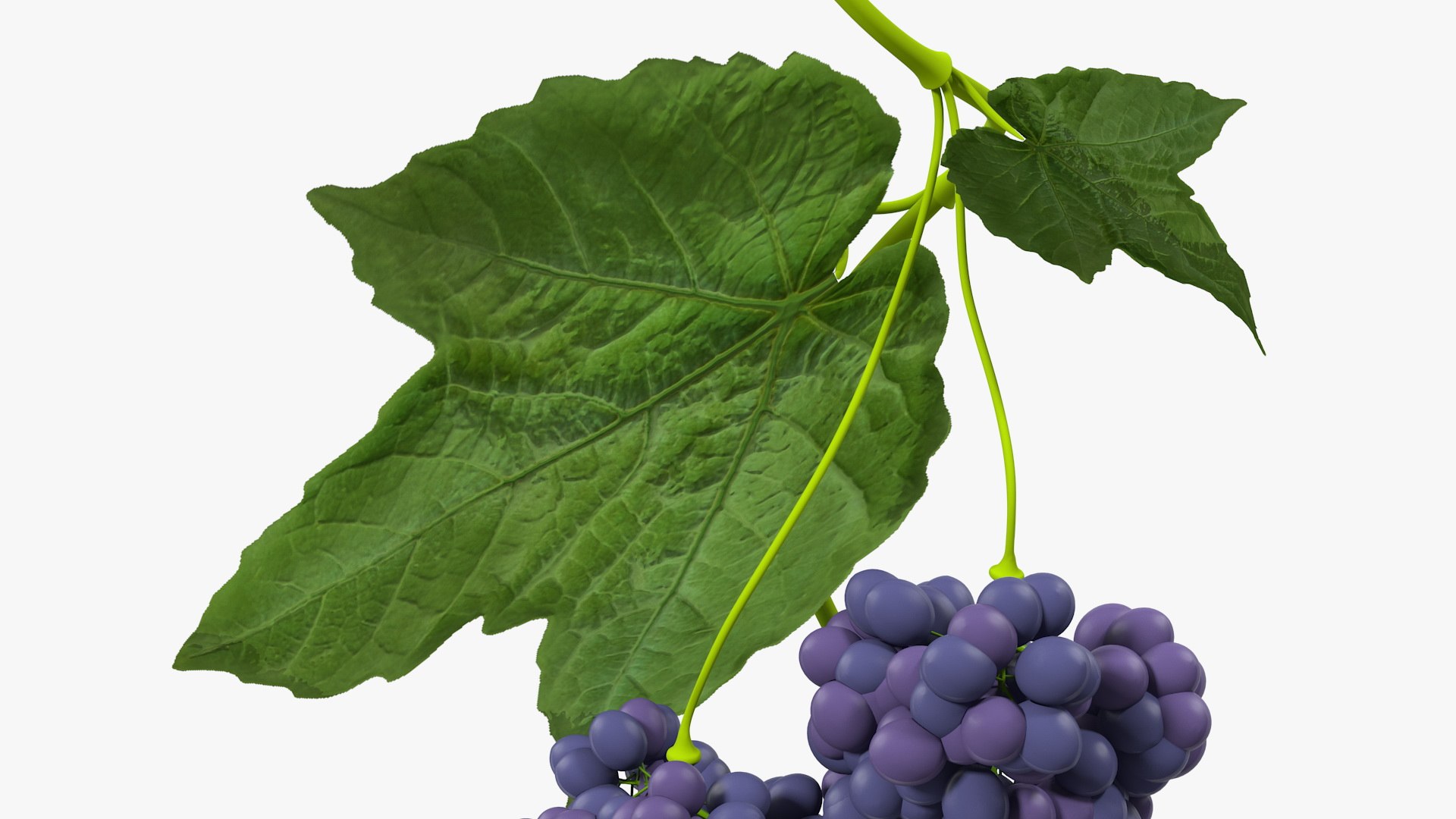Grapes Collection 3 3D model https://p.turbosquid.com/ts-thumb/Vu/NjOfUn/5F/grapescollection3mb3dmodel043/jpg/1647461557/1920x1080/fit_q87/5d8d48b46fa29b576e475c7ae855de0c41d0b193/grapescollection3mb3dmodel043.jpg