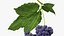 Grapes Collection 3