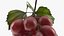 Grapes Collection 3