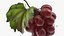 Grapes Collection 3