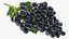 Grapes Collection 3