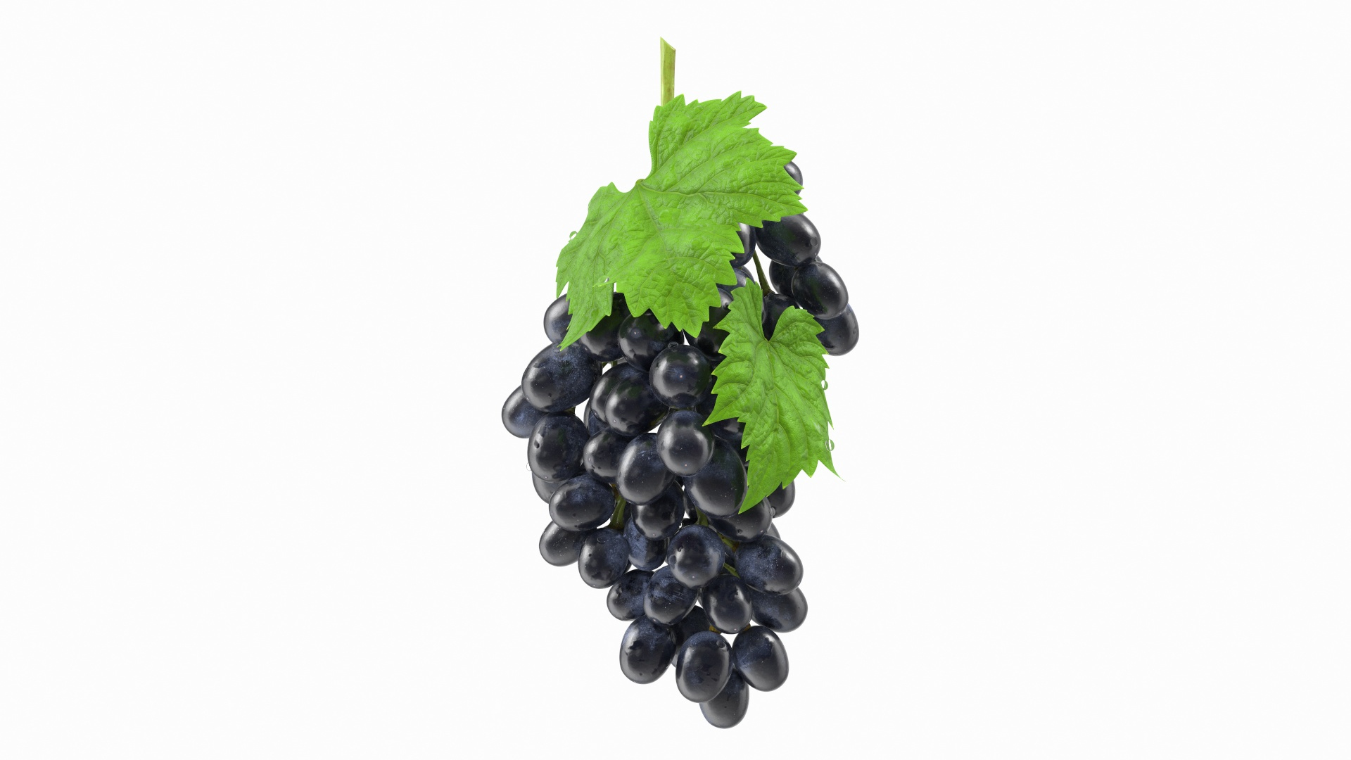 Grapes Collection 3 3D model https://p.turbosquid.com/ts-thumb/Vu/NjOfUn/FT/bunch_of_black_grapes_360/jpg/1647461900/1920x1080/turn_fit_q99/4c52df96f17eb0f5986e19781b16c81bc36fcc4b/bunch_of_black_grapes_360-1.jpg