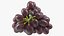 Grapes Collection 3