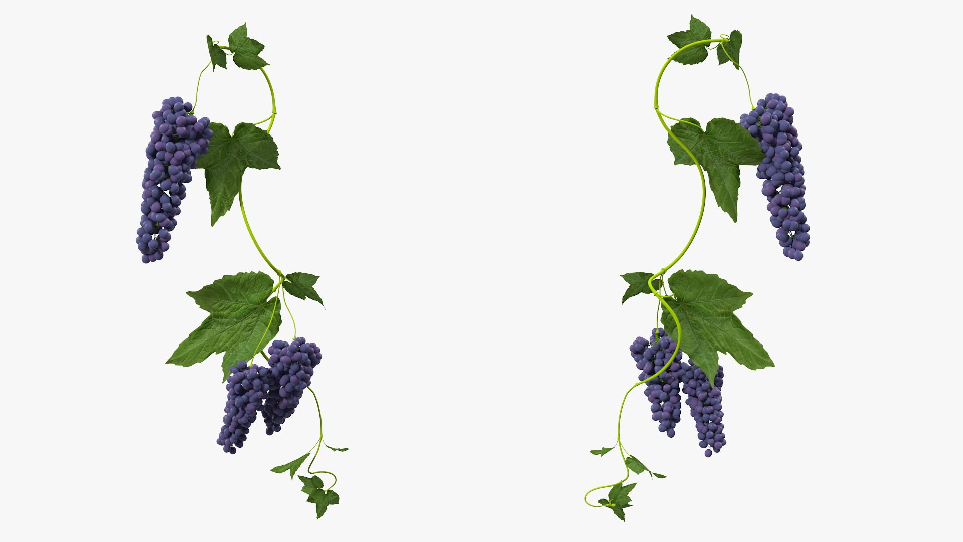 Grapes Collection 3 3D model https://p.turbosquid.com/ts-thumb/Vu/NjOfUn/MD/grapescollection3mb3dmodel038/jpg/1647461544/1920x1080/fit_q87/7ed75a1deb5255b8b0eae899ce3371d19e744df2/grapescollection3mb3dmodel038.jpg