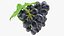 Grapes Collection 3