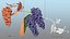 Grapes Collection 3